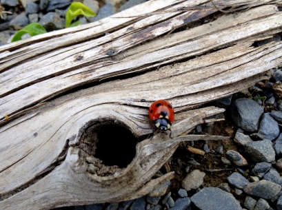 Gentle ladybug
