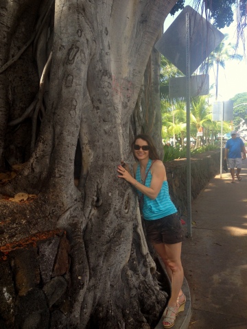 Amazing tree on Kailua main street